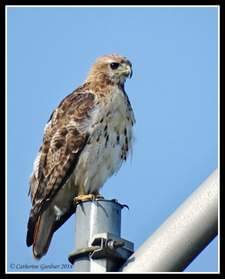 Red Tail Hawk