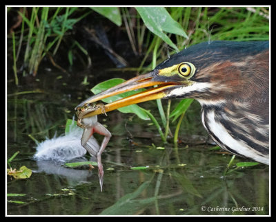 Frog For Lunch