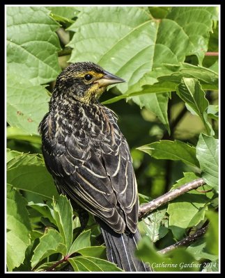 Juvenile Red Winged Blackbird