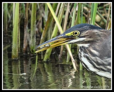 Green Heron With Fish