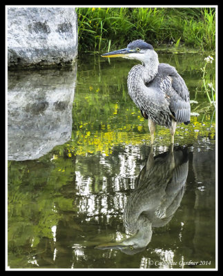 Great Blue Heron With Shadows