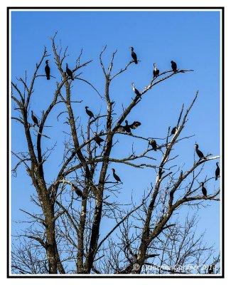Tree with Cormorants
