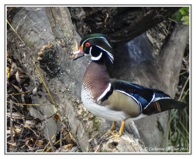 Male Wood Duck