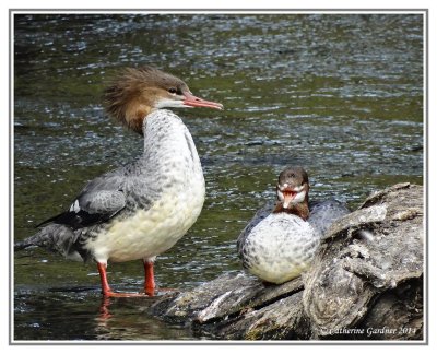 Common Mergansers