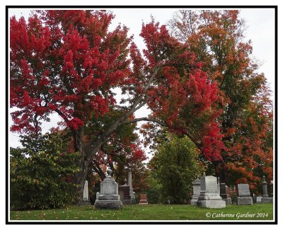 Beechwood Fall Colors