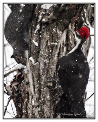 Pileated woodpecker with squirrel