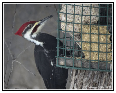 Pileated Woodpecker (M)