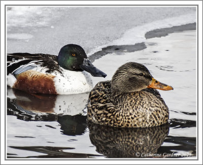 Northern Shoveler (M) with Mallard (F)