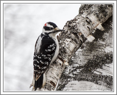 Downy Woodpecker