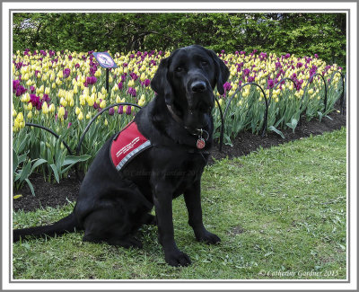 Portrait - Tulip Festival 2015