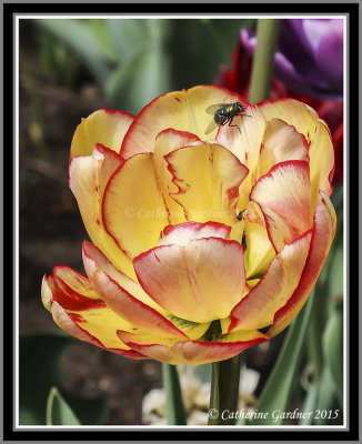 Tulip with Fly