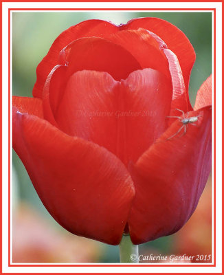 Tulip With Spider