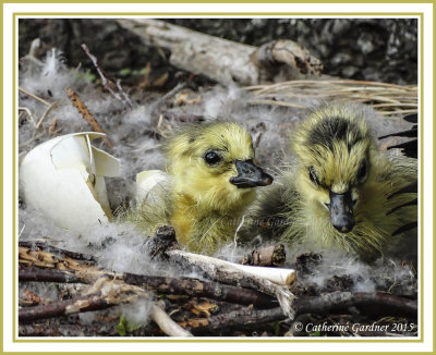 Newly Hatched Goslings