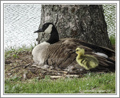 Gosling With Mom