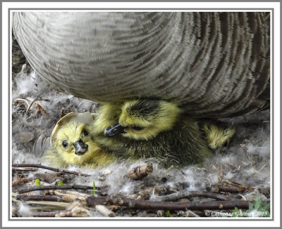 Newly Hatched Goslings