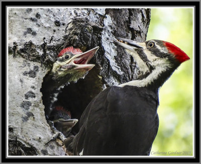 Pileated Dinner Time