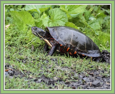 Painted Turtle Laying Eggs