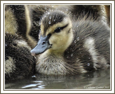 2015 Ducklings