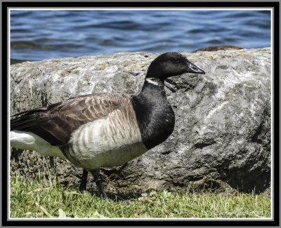 Brant Goose