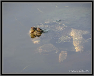 Snapping Turtles Mating