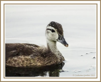 Wood Duck Duckling