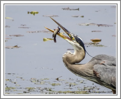 Great Blue Heron With Lunch