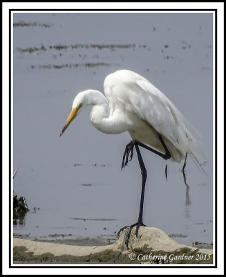 Great White Egret