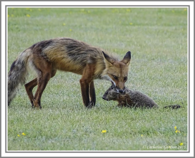 Fox With Groundhog