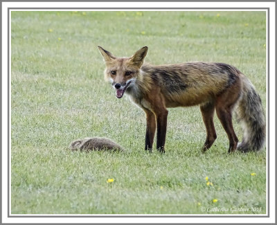 Fox with Groundhog