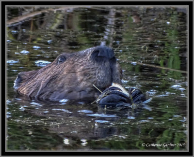 Beaver with Snack