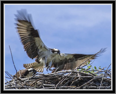 Osprey With Small Fish For Family