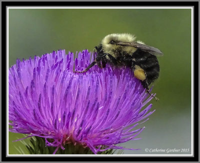 Bumble Bee On Flower