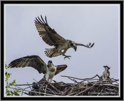 Osprey (Juv) Landing