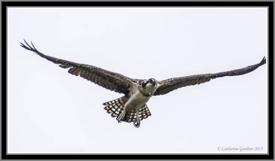 Osprey (Juv) First Day Flying