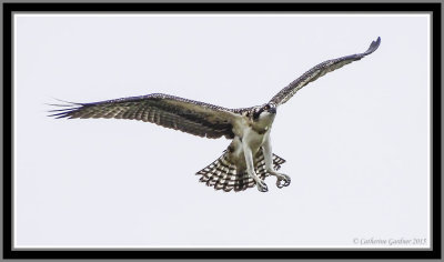 (Juv) Osprey Practicing Landing