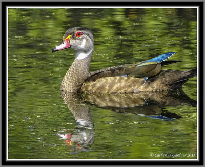 Wood Duck (Male Juv)
