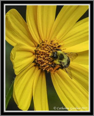 Flower With bee