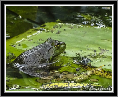 Frog On Lilly Pad
