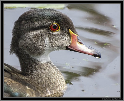 (Juv) Male Wood Duck