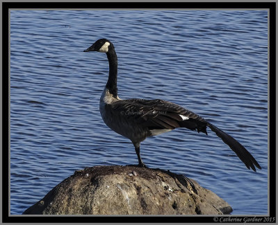 Goose Wing Span