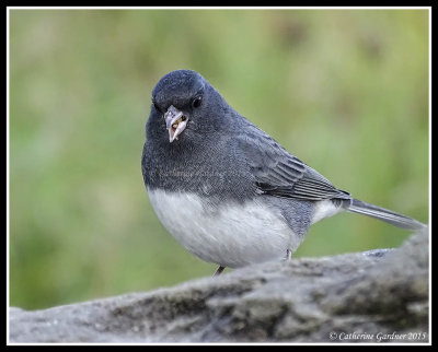 Dark-eyed Junco