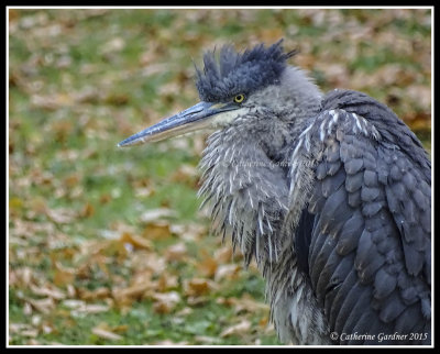 Great Blue Heron