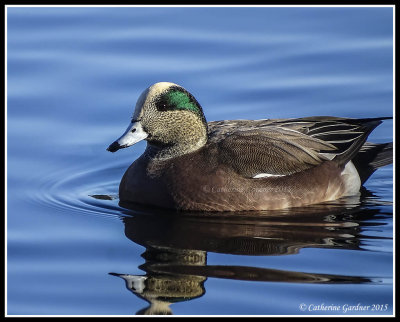 American Wigeon (Male)