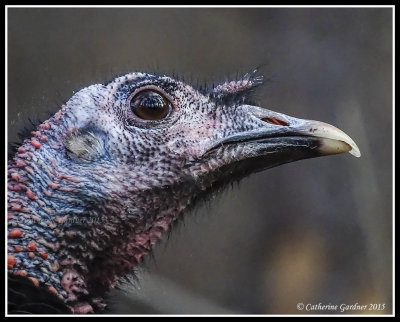 I found myself surrounded by about 30 Wild Turkeys today. This photo was almost full frame.