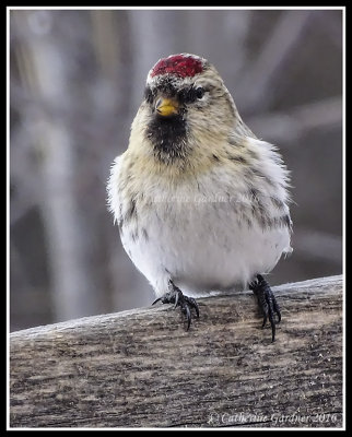 Hoary Redpoll (Adult Female Winter)