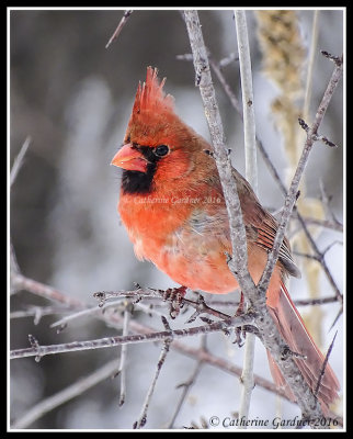 Cardinal (Male)