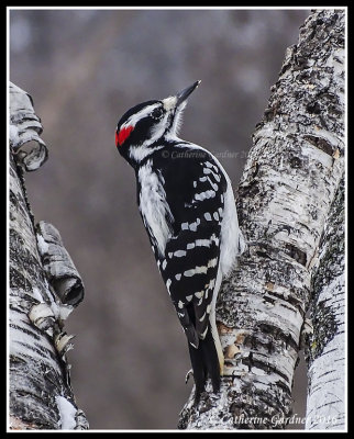 Downy woodpecker (M)