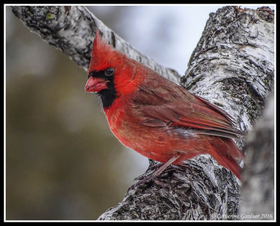 Cardinal (M)