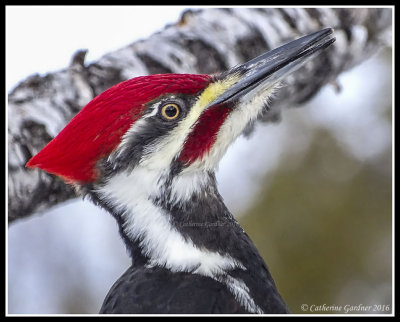 Pileated Woodpecker (M)
