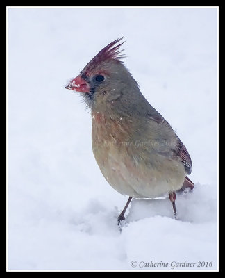 Northern Cardinal (F)